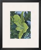 Green Oak Leaves  c1923