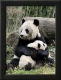 Giant Panda  Mother and Baby