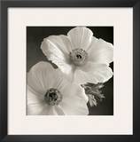Poppy Study I