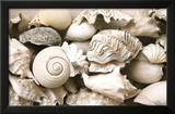 ie Still Life with Shells
