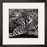 Cheetah with Cub