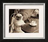 Cafe Pug