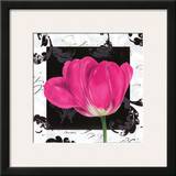 Damask Tulip II