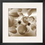 Dogwood