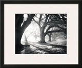 Oak Alley  Light and Shadows