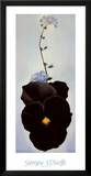 Pansy  1926