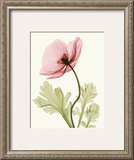 Iceland Poppy II