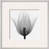 Triumph Tulip