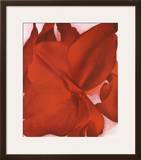 Red Cannas