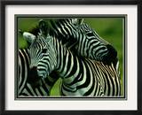 Burchells Zebras