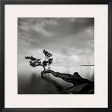 Water Tree