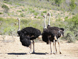 Ostriches  Swartberg  South Africa  Africa