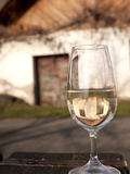 Glass of White Wine (Riesling) at Wine Cellar  Village of Vlkos  Brnensko  Czech Republic  Europe