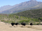 Ostriches  Swartberg  South Africa  Africa