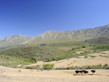 Ostriches  Swartberg  South Africa  Africa