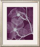 Silver Dogwood