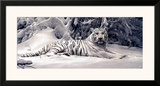 White Tiger