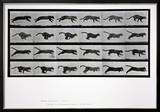 Cat Running  Plate 720 from 'Animal Locomotion'  1887