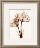Parrot Tulips II