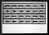 Cat Running  Plate 720 from 'Animal Locomotion'  1887
