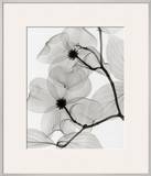 Dogwood Blossoms