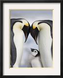 Emperor Penguins and Chick in Antarctica