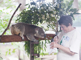 Volunteer Feeding Koala Bear (Phascolarctos Cinereus) at Sanctuary  Port Macquarie  Australia