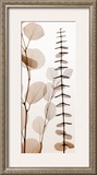 Eucalypti I