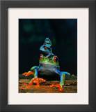 Frogs