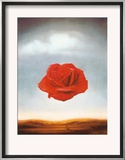 Rose Meditative  c1958
