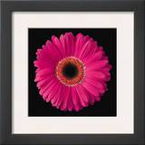 Gerbera Daisy Pink