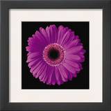 Gerbera Daisy Purple