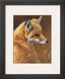 Curious: Red Fox
