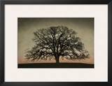 Majestic Oak