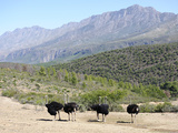 Ostriches  Swartberg  South Africa  Africa