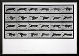 Cat Running  Plate 720 from 'Animal Locomotion'  1887