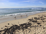 Hermosa Beach  Los Angeles  California  United States of America  North America