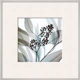 Eucalyptus