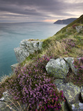 Flowering Heather on Clifftops of Valley of Rocks  Exmoor Nat'l Park  Devon  England