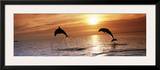Sunset Dolphins