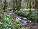 Snowdrops (Galanthus) Flowering in North Hawkwell Wood  Exmoor Nat'l Park  Somerset  England
