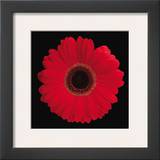 Gerbera Daisy Red