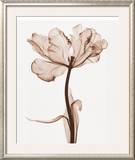 Parrot Tulips I