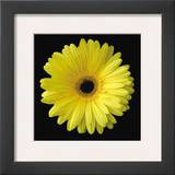 Gerbera Daisy Yellow