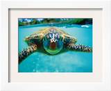 Honu  Hawaiian Sea Turtle