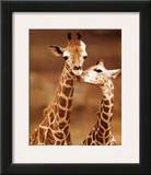 Giraffe  First Love