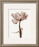 Parrot Tulips I