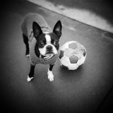Boston Terrier with Soccer Ball