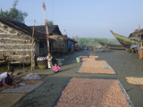 Woman Laying Fish for Drying in the Sun  Lay Win Kwin Village  Irrawaddy Delta  Myanmar (Burma)