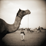 Camel Fair in Pushkar  India